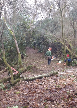 Friends of Deepdene cutting new paths on the Trail.